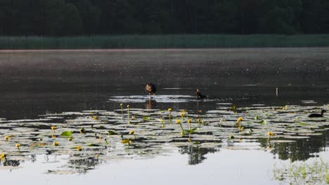 Beautiful-water-birds-in-the-middle-of-the-lake-sitting-on-rocks-and-flapping-wings