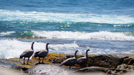 cape barren geese flock with on rocky shore with breaking waves