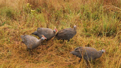 Helmeted-Guineafowls-walking-in-African-savannah-grass,-Close-up