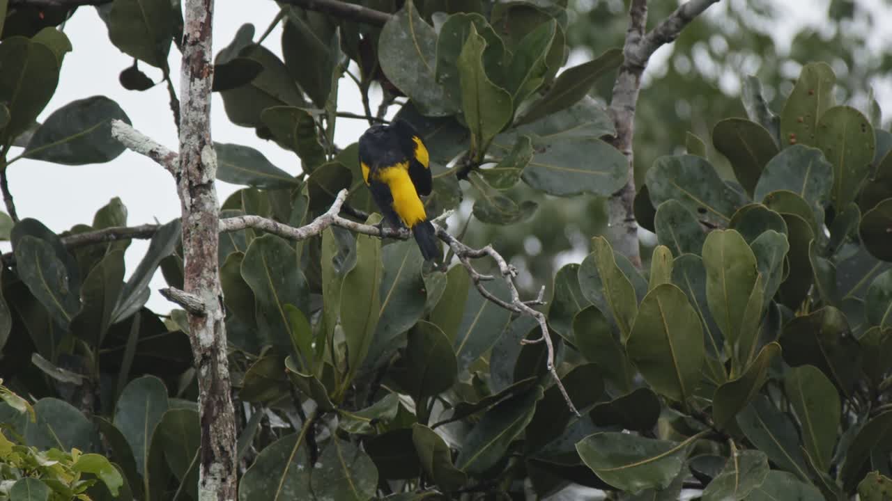 Yellow and Black Bird in a Mangrove Tree