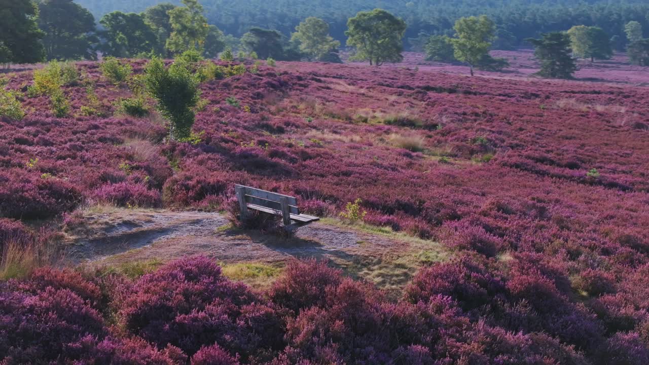 Aerial orbit around wooden bench overlooking scenic purple heathland in country