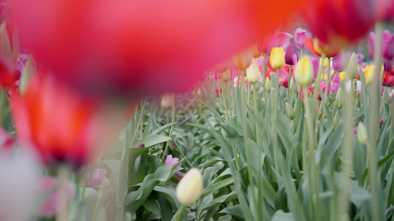 hermosas flores de tulipanes de colores bailando oscilando en el viento, de cerca, festival de tulipanes
