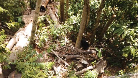 the-endangered-malayan-sun-bears-roam-the-rainforest-floor-in-their-natural-habitat-of-Borneo