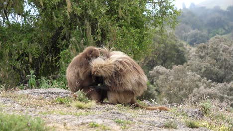 steady shot showing two gelada baboons searching for lice and ticks all over each others body