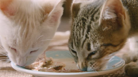 two house cats eat food on plate on floor, close-up