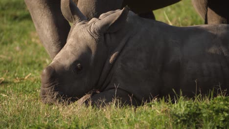 close up of a baby white rhino lying down and raising its head