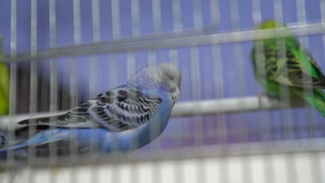 un periquito domesticador gordito azul, verde y amarillo en una especie de jaula en cámara lenta