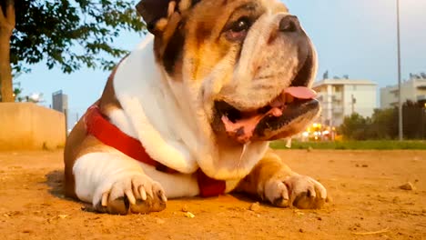 cute english boxer dog at a park. a funny and beautiful dog.