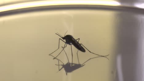 Mosquito-Against-Orange-Background