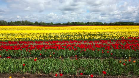 Low-level-aerial-flight-across-multi-coloured-tulips-in-full-bloom