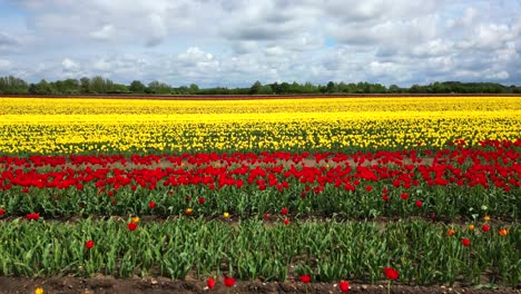 Vuelo-Aéreo-De-Bajo-Nivel-A-Través-De-Tulipanes-Multicolores-En-Plena-Floración