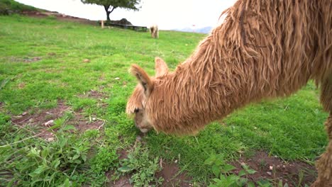 Nahaufnahme-Eines-Braunen-Alpakas,-Das-Gras-Frisst,-Einheimisches-Tier-Aus-Peru,-Zeitlupen-HD