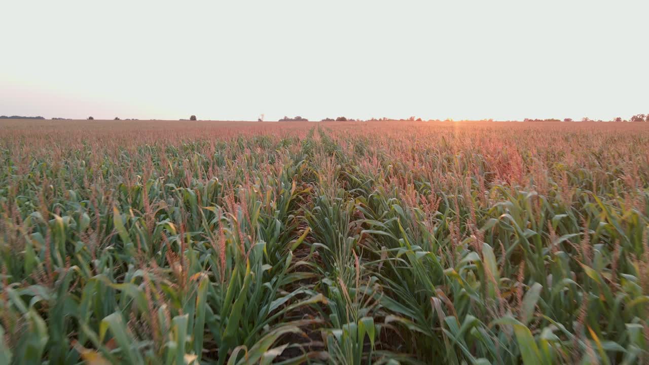 fotografía aérea de un campo de maíz verde en una noche de verano