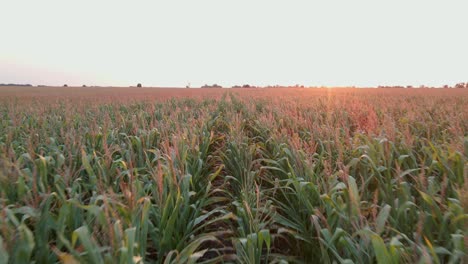 fotografía aérea de un campo de maíz verde en una noche de verano
