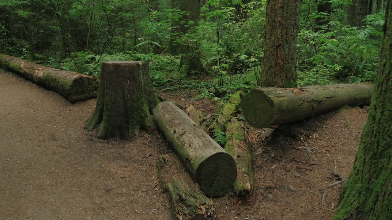 vancouver columbia británica bosque