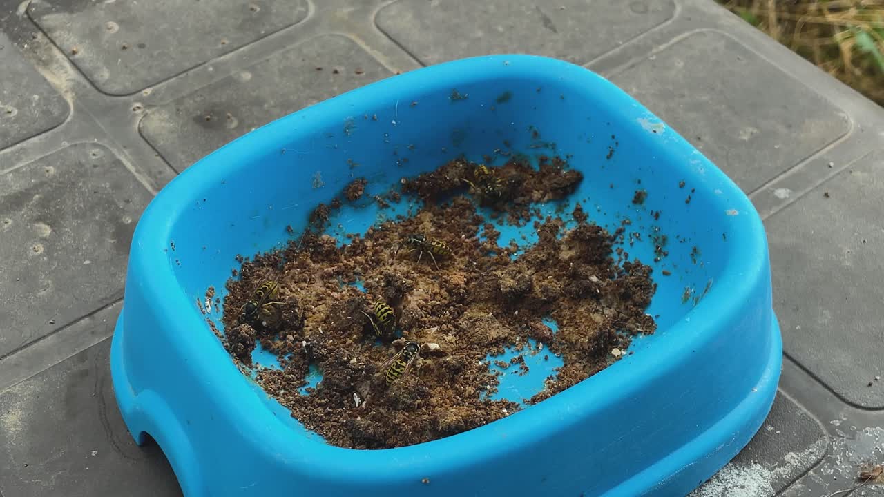 Static slow motion close-up of four wasps feeding on cat food inside a blue plastic container. One wasp briefly strikes another while others continue collecting food and some hover nearby