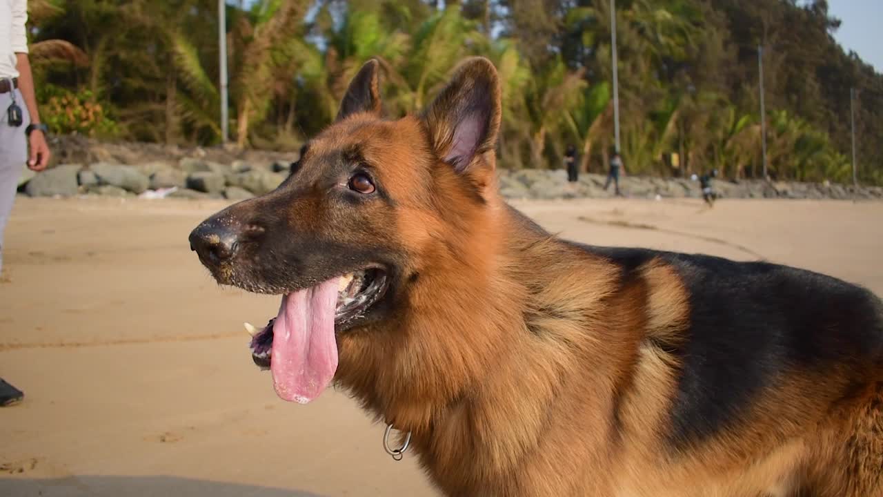해변에서 자신의 주인과 트레이너 옆에 서있는 호기심 어린 독일 셰퍼드 개 | 해변에서 젊은 쾌활한 독일 셰퍼드 개 훈련