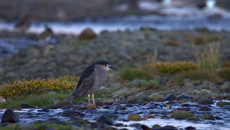 Schwarz-Gekrönter-Nachtreiher,-Der-Immer-Noch-Neben-Dem-Bach-In-Chiloe-Island-Chile-Steht