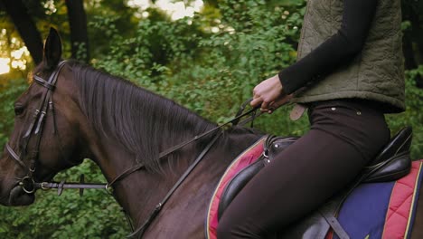 unrecognizable female rider sitting in saddle on stallion holding leather bridle. woman riding beautiful brown horse in park