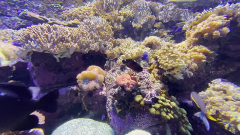 peces exóticos nadando entre corales