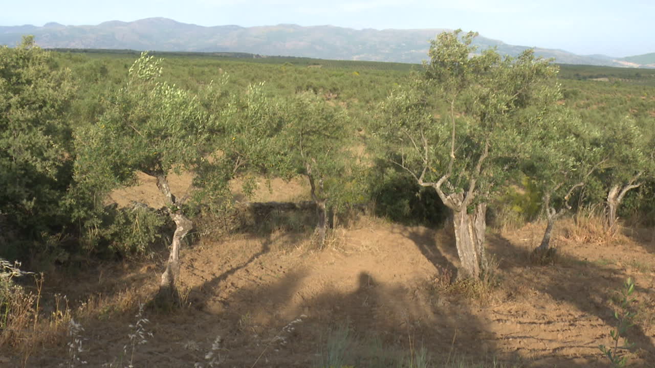 Olive Grove Landscape with Mountains in the Background