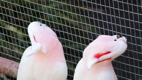 dos cacatúas que se involucran en el comportamiento social