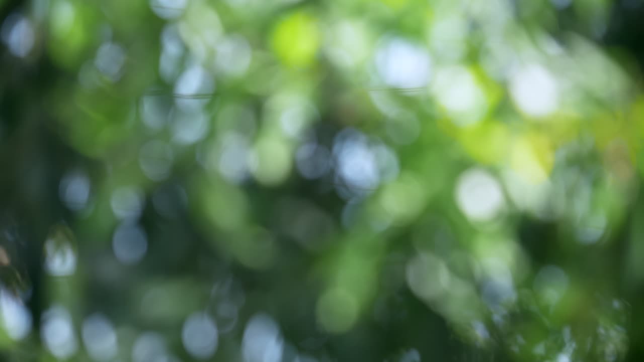 A serene blurred view of vibrant foliage captures essence of nature's beauty