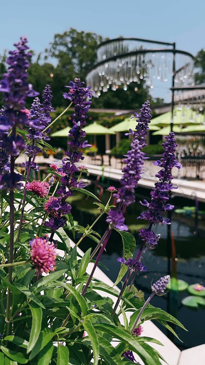 Purple Flowers in a Botanical Garden