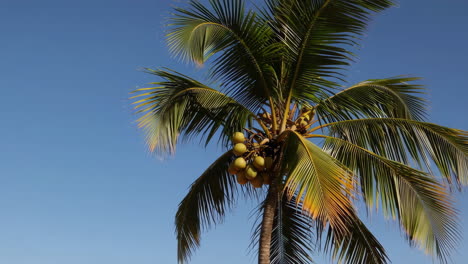 tropical palm tree with coconuts against blue sky