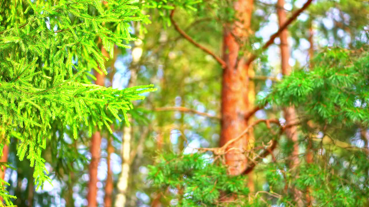Sunlight filtering through pine trees in serene summer forest landscape