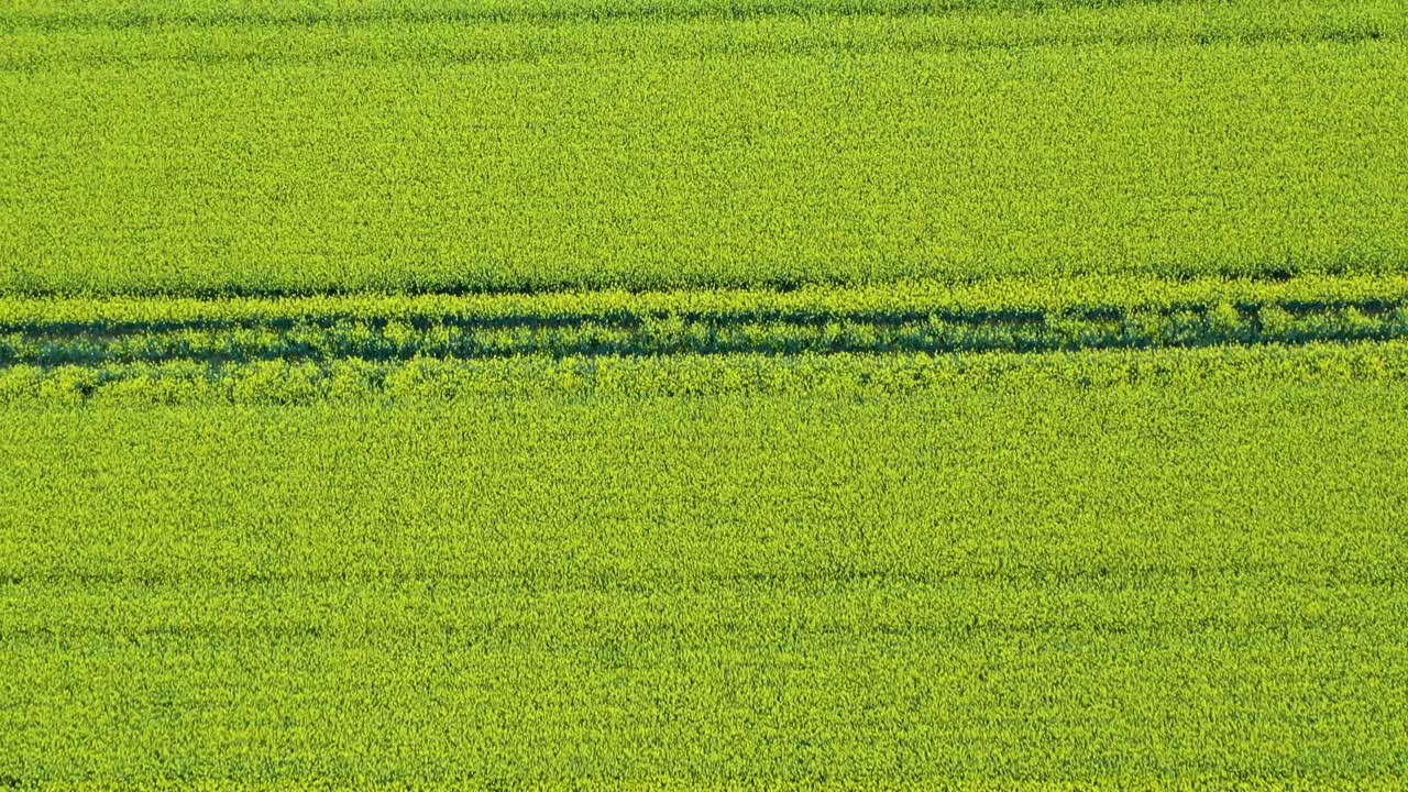 съемка с беспилотника рапсового поля на юге франции, вблизи пиренеев