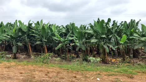 driving by a banana plantation in the ecuador rural area filming with stabilizer from a moving car-2