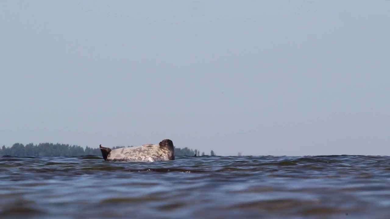 海面からのワモンアザラシ（プーサ・ヒスピダ）の眺め。バルト海、エストニア。