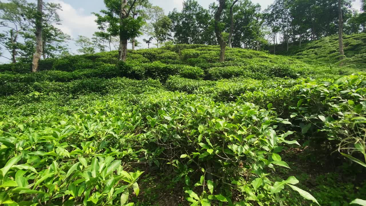 Lush Green Tea Field - Malnicherra Tea Estate In Sylhet, Bangladesh - POV