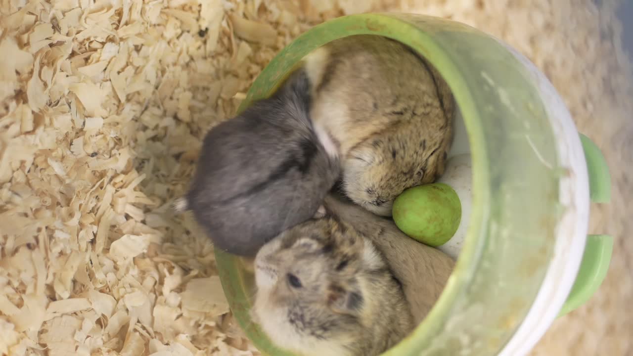 바에 있는 햄스터