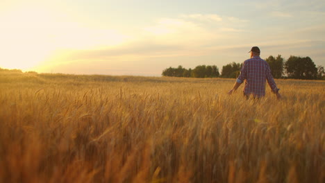 Man-agronomist-farmer-in-golden-wheat-field-at-sunset.-Male-looks-at-the-ears-of-wheat-rear-view.-Farmers-hand-touches-the-ear-of-wheat-at-sunset.-The-agriculturist-inspects-a-field-of-ripe-wheat.