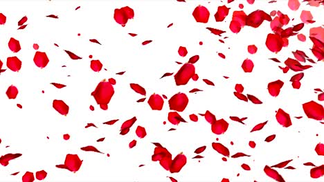 falling rose petals on white background