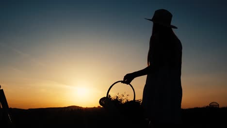 A very Beautiful Image of a Woman Walking among Flowers against the Background of an Sunset a very Beautiful Image of a Woman Walking among Flowers against the Background of an Incredible Sunset Dusk Evening Evening Walk Silhouette of a Woman