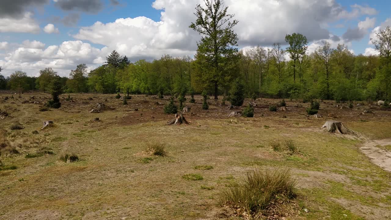espacio abierto en el bosque debido a la madera cortada, deforestación