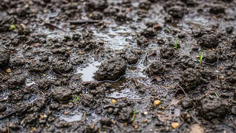 Wet Soil with Puddles and Small Grass Sprouts: A Close-Up View of Earthy Texture and Moisture Reflecting Nature&#039;s Cycle and Growth in a Natural Environment