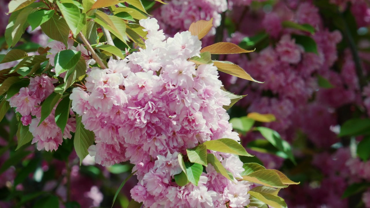 Close up of vibrant pink blossoms on a tree branch in full bloom