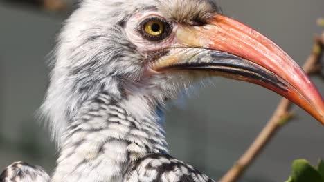 Primer-Plano-De-La-Especie-De-Cálao-De-Pico-Rojo-Del-Norte-De-La-Familia-Bucerotidae