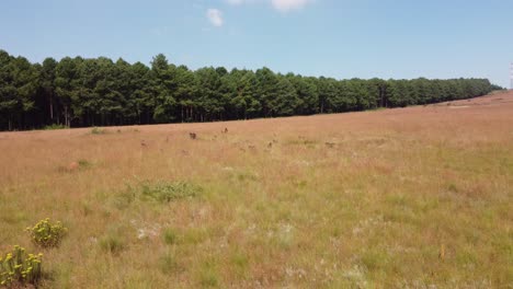 Luftaufnahme-Einer-Affengruppe,-Die-Durch-Buschland-Mit-Waldbaumgrenze-Im-Hintergrund-In-Der-Nähe-Von-Drakensbergen,-Südafrika,-Spaziert