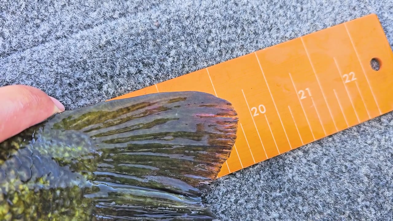 Vista dettagliata della coda di pesce premuta contro una tavola di misurazione arancione, con texture liscia della pinna, segni numerati, dita del pescatore e scena di record di pesca al persico trota d'acqua dolce.