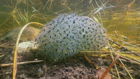 Hatching frogspawn of the Moor frog (Rana arvalis) in a shallow pond. Estonia.