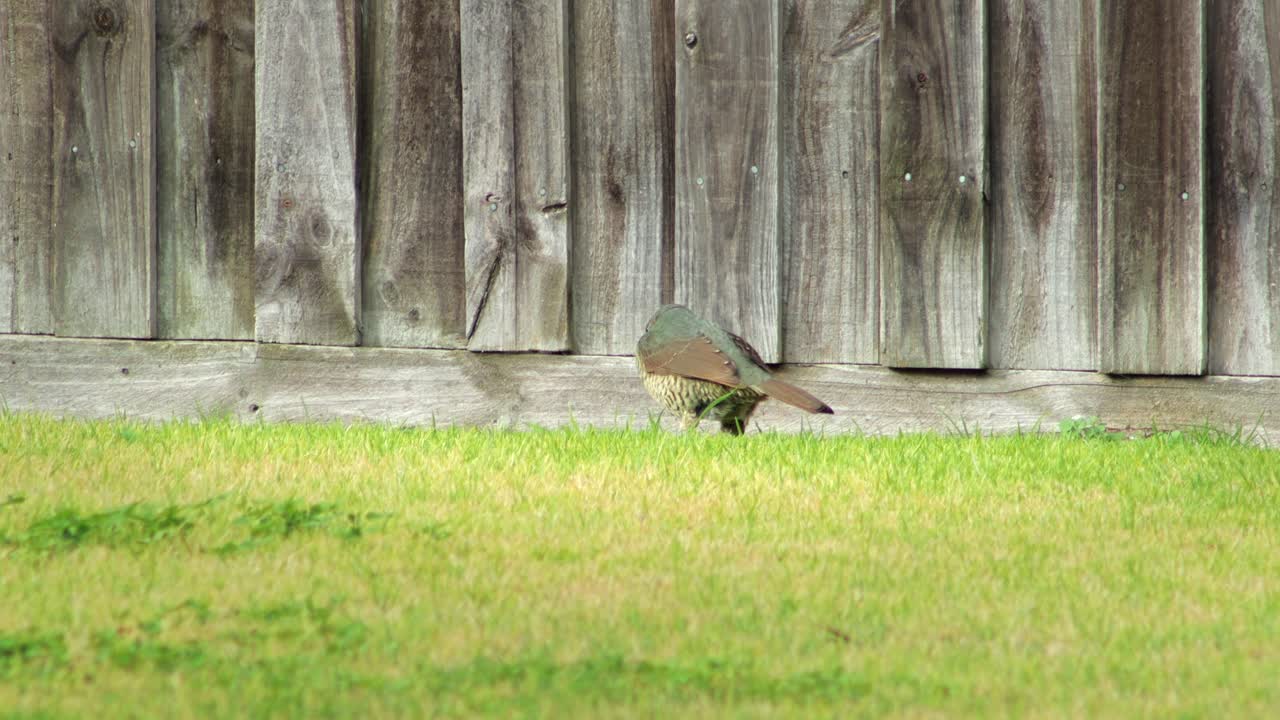 Female Satin Bowerbird Eating Grass in Front of Fence in Garden Daytime Australia, Victoria, Maffra, Gippsland