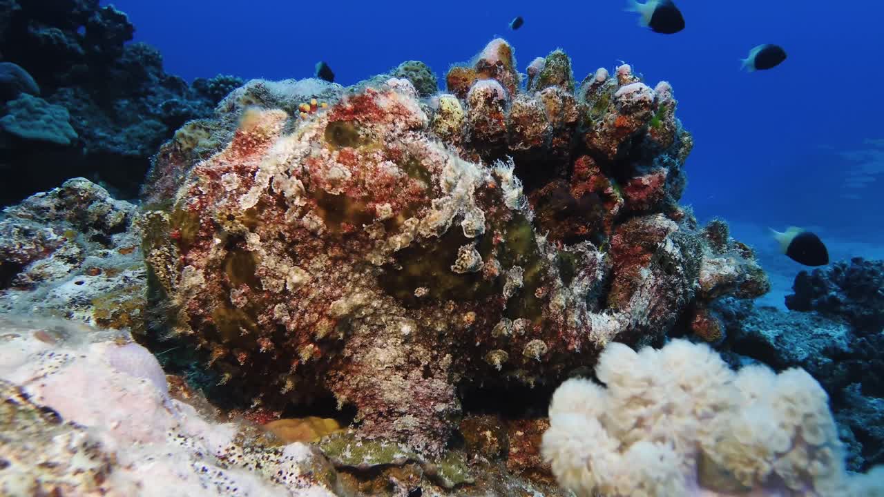 A well-camouflaged frogfish rests on the reef in Mauritius waters, blending with corals in a striking display of natural disguise and marine adaptation