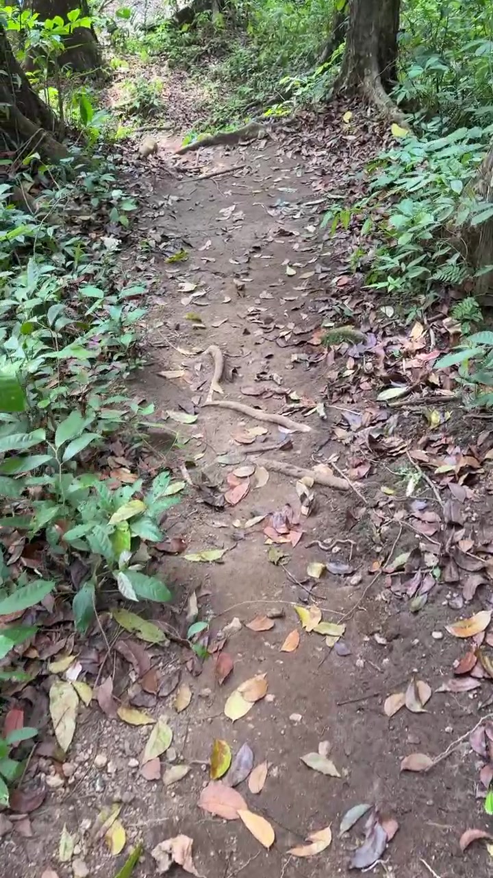 Walking Along a Dirt Trail in a Lush Tropical Forest