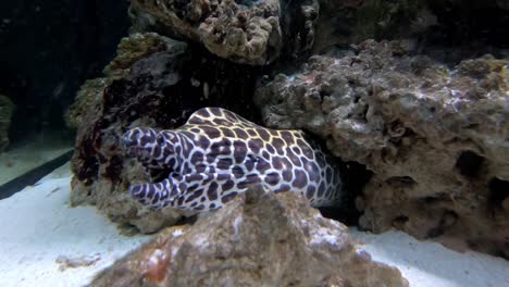 Coloridos-Peces-Tropicales-En-El-Acuario