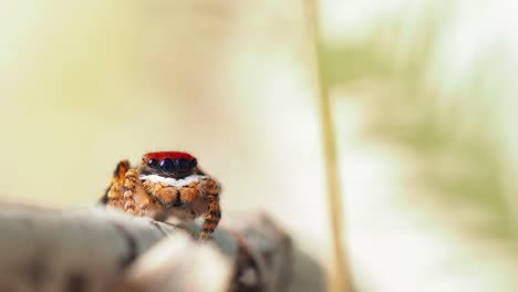 Peacock-spider-looks-to-camera,-turns-and-jumps-away